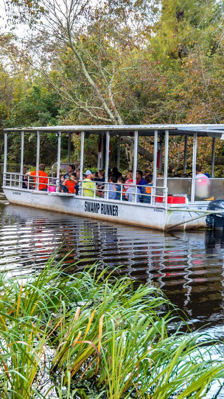 Tour boat cruising through scenic wetlands