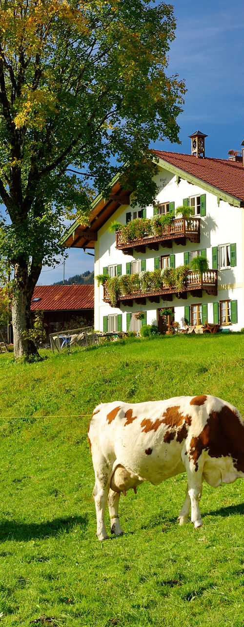 Cows grazing near farmhouse and chapel