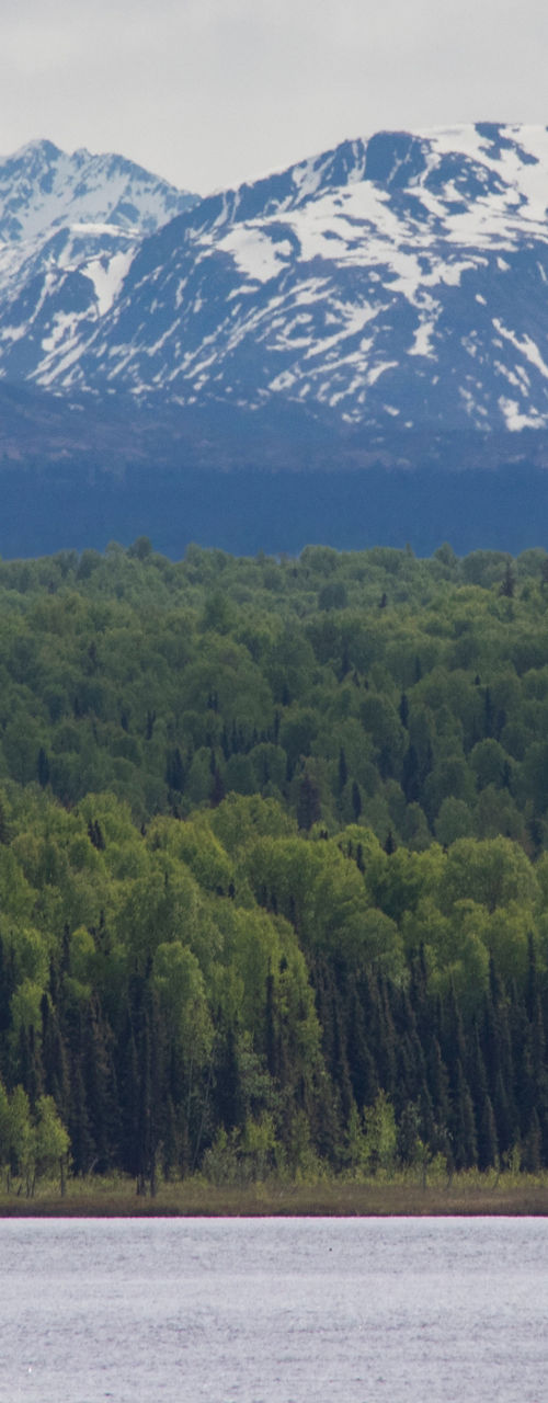 Seaplane flying over forested lake