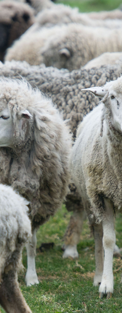 Flock of sheep grazing in a field