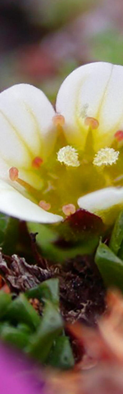 White flower surrounded by vibrant pink blooms