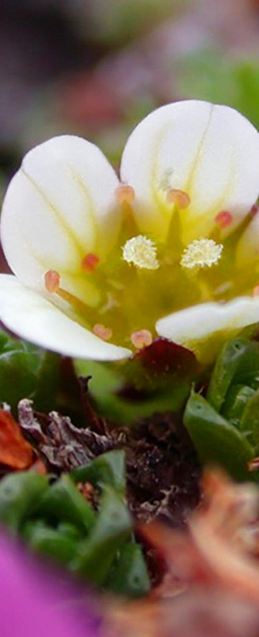 White flower surrounded by vibrant pink blooms