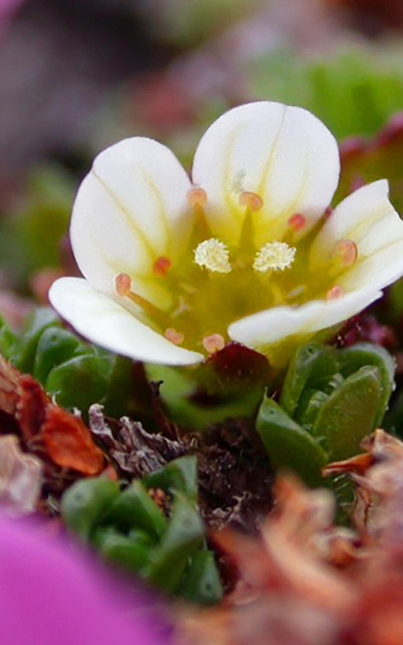 White flower surrounded by vibrant pink blooms