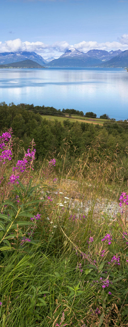 Scenic lake with purple wildflowers