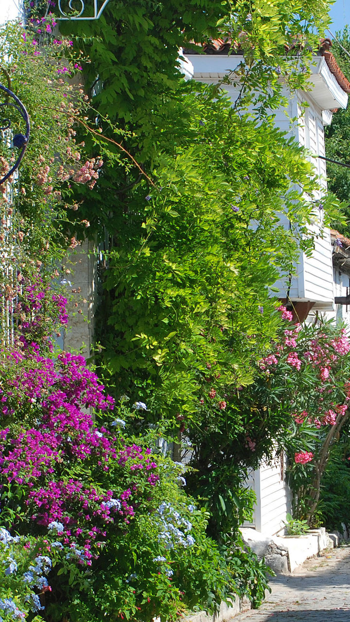 Charming cobblestone street with lush greenery