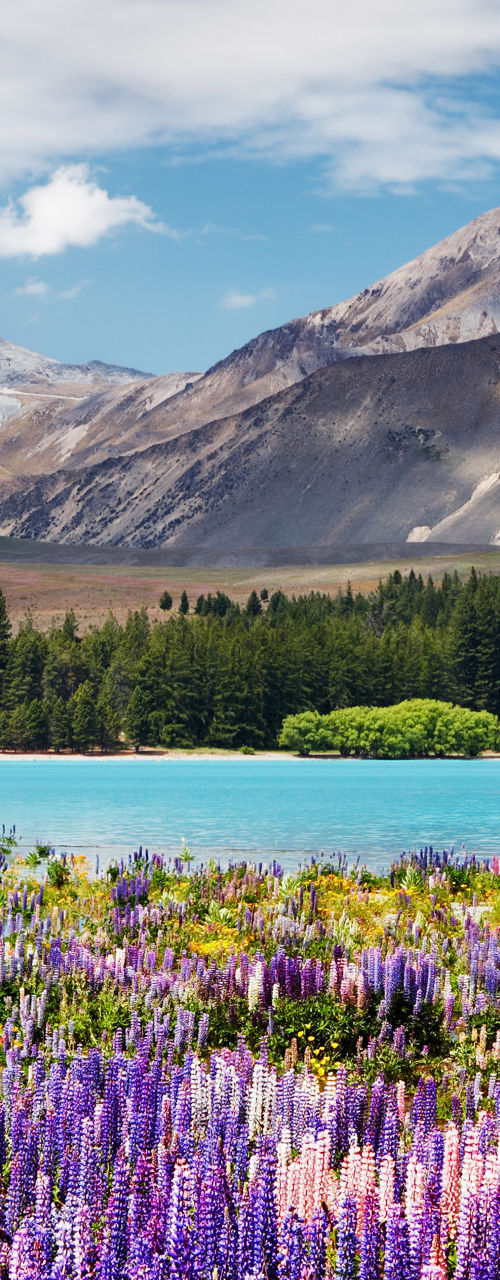 Vibrant Lupine Flowers Beside Mountain Lake Landscape