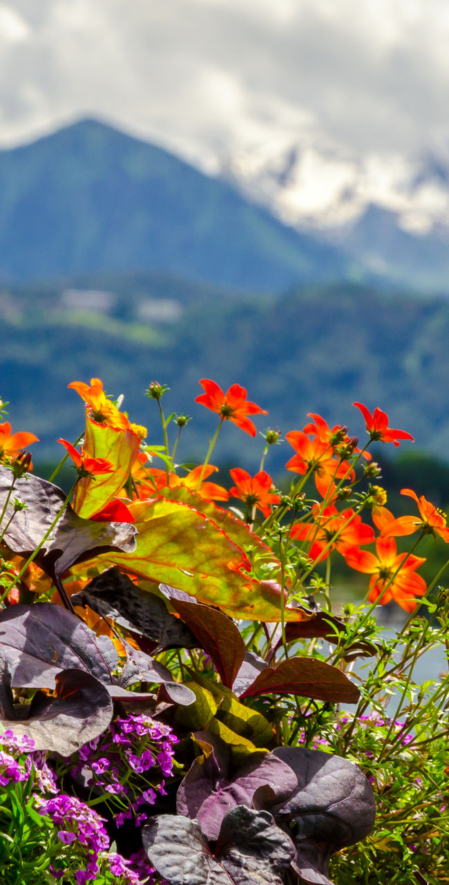 Vibrant flowers with mountain backdrop