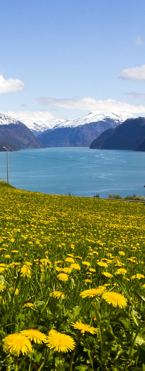 Scenic lake with mountains and dandelion field