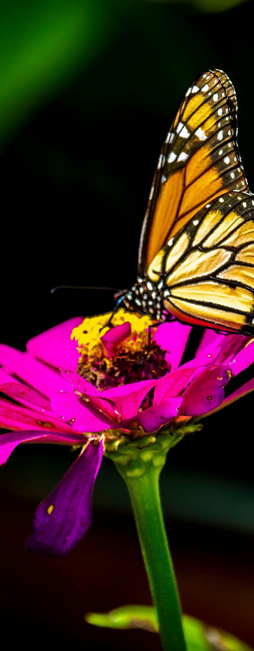 Monarch butterfly on vibrant pink flower