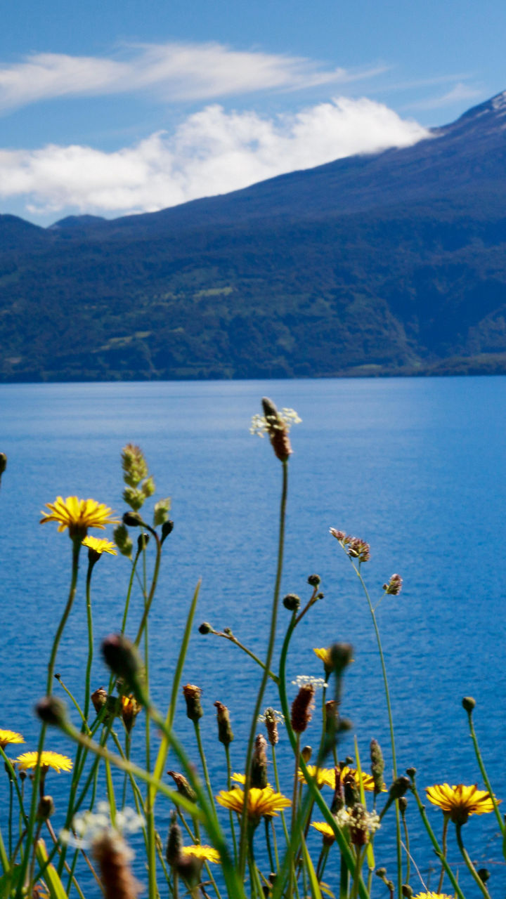 Snow-capped mountain with lake and wildflowers