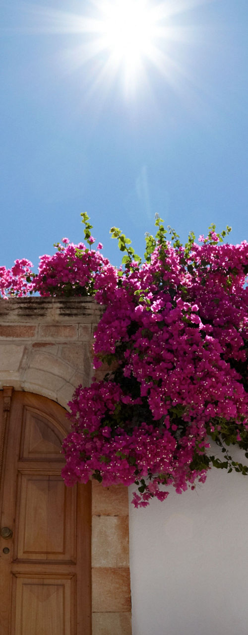 Sunlit Mediterranean alley with vibrant flowers