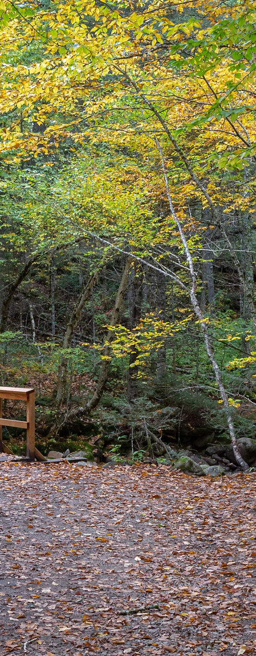 Woodland trail with bridge and picnic table
