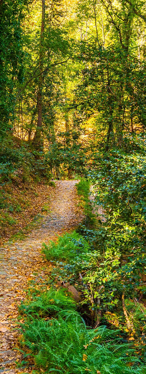Serene forest path with sunlight glow