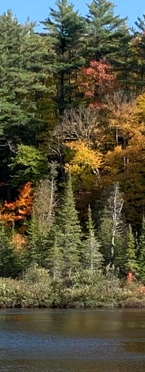 Autumn forest by calm lake under blue sky