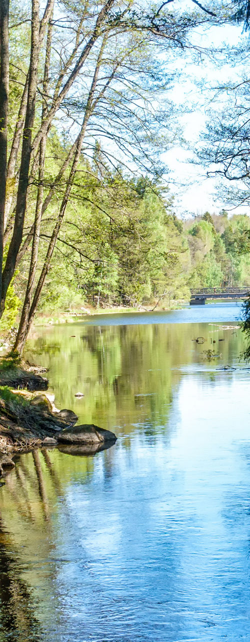 Serene forest stream with lush greenery