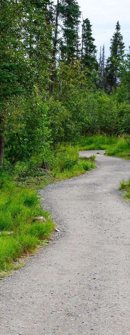 Curving forest trail through lush greenery