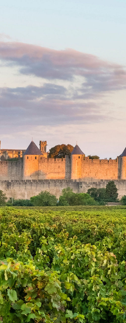 Medieval castle overlooking vineyard at sunset