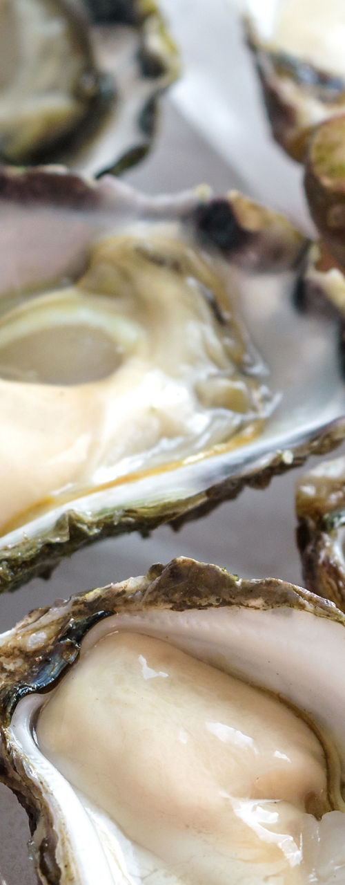 Fresh oysters on ice in close-up