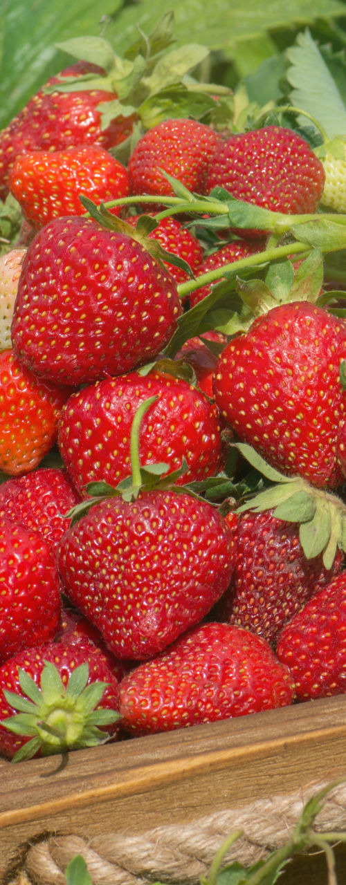Fresh strawberries in wooden crate outdoors