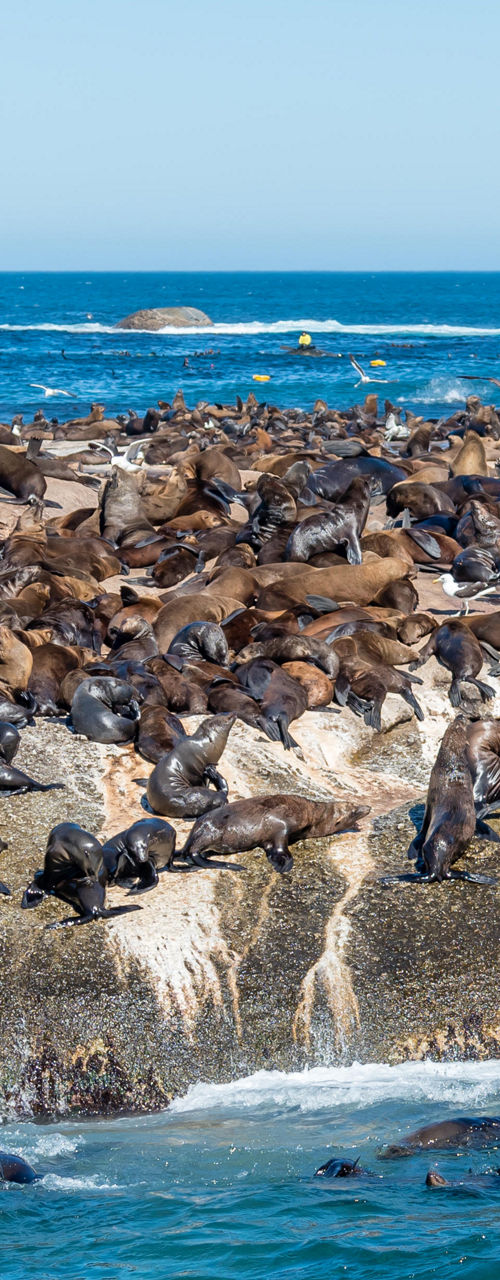 Seals resting on rocky island in ocean