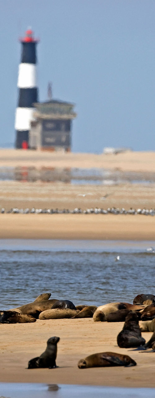 Seals resting on sandy shore near lighthouse