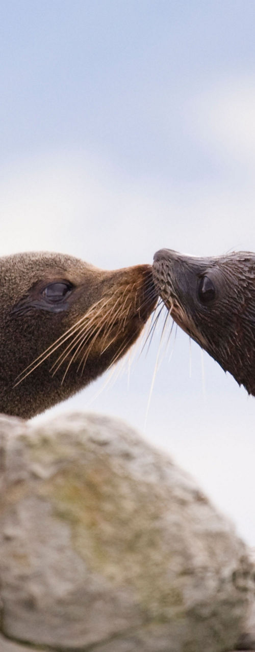 Two seals nuzzling on rocky terrain