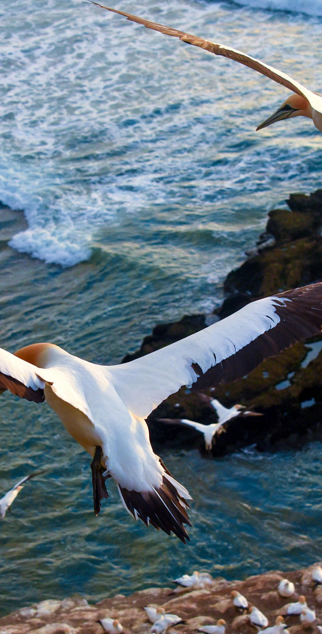 Gannets soaring over coastal cliffside