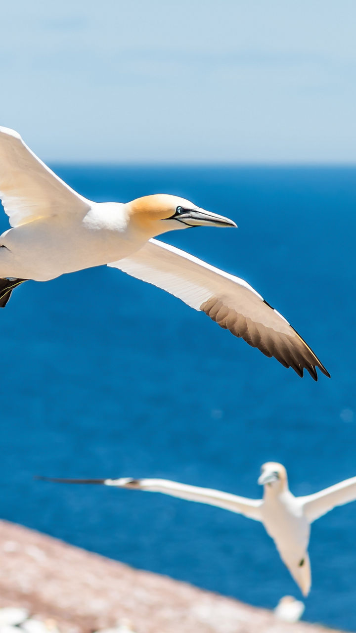 Gannet birds soaring over coastal cliffs