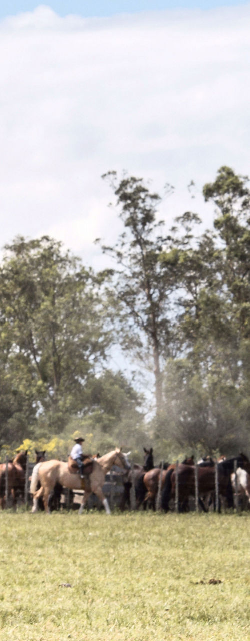 Rancher with saddle observing cattle herd