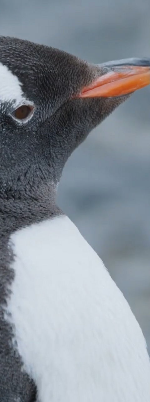 Gentoo penguin close-up with rocky background