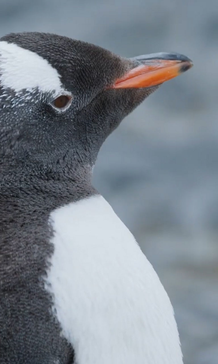Gentoo penguin close-up with rocky background