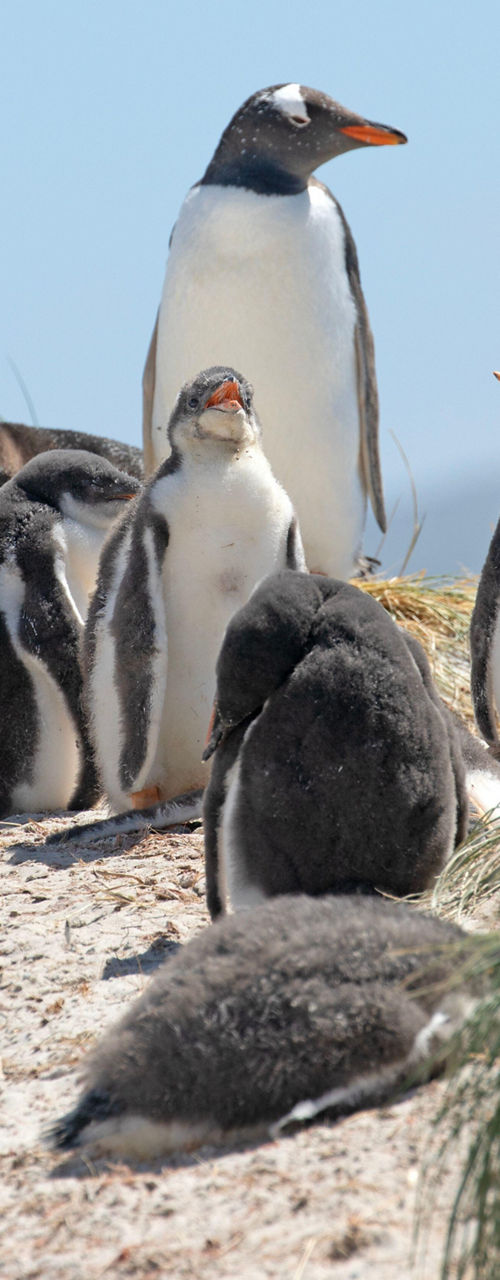 Gentoo penguins on sandy coastal habitat