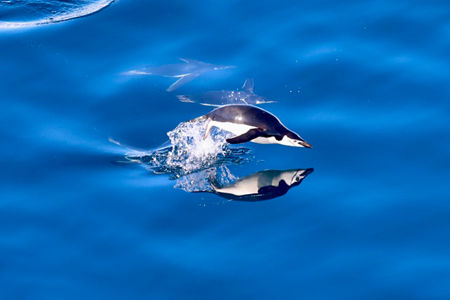 Penguin diving in vibrant blue ocean