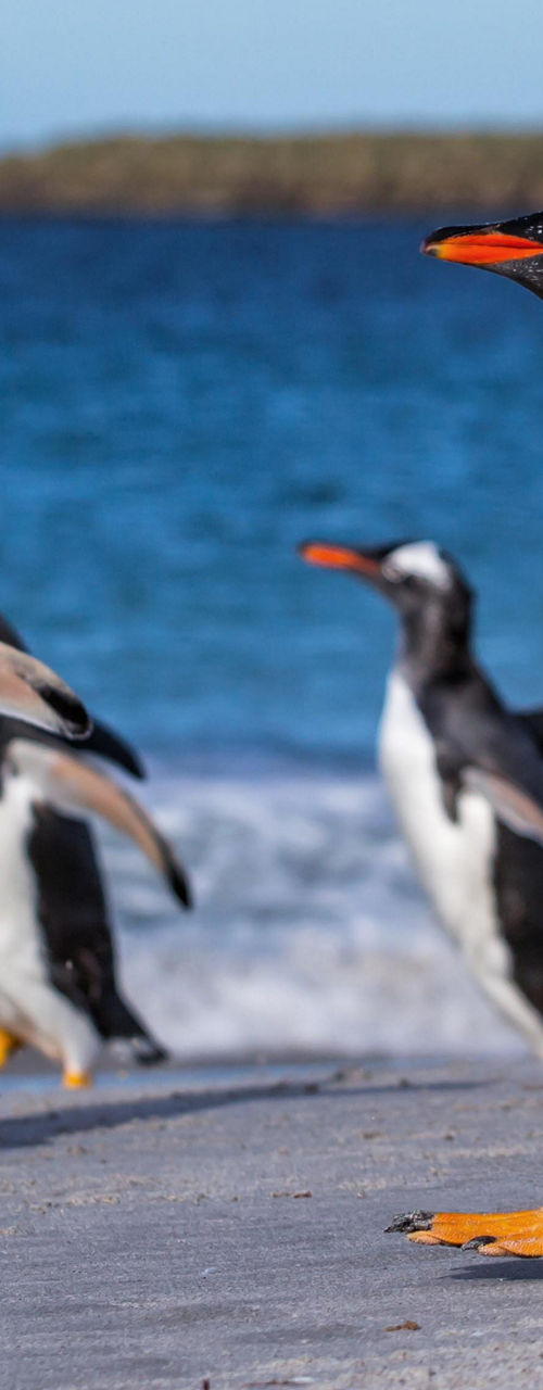 Group of penguins walking by the shore