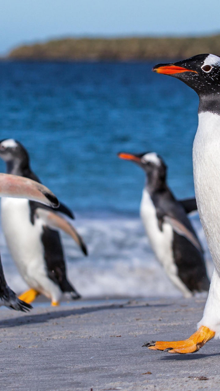 Group of penguins walking by the shore
