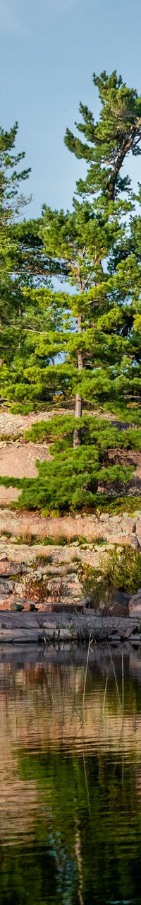 Serene Lakeside Landscape with Pine Trees