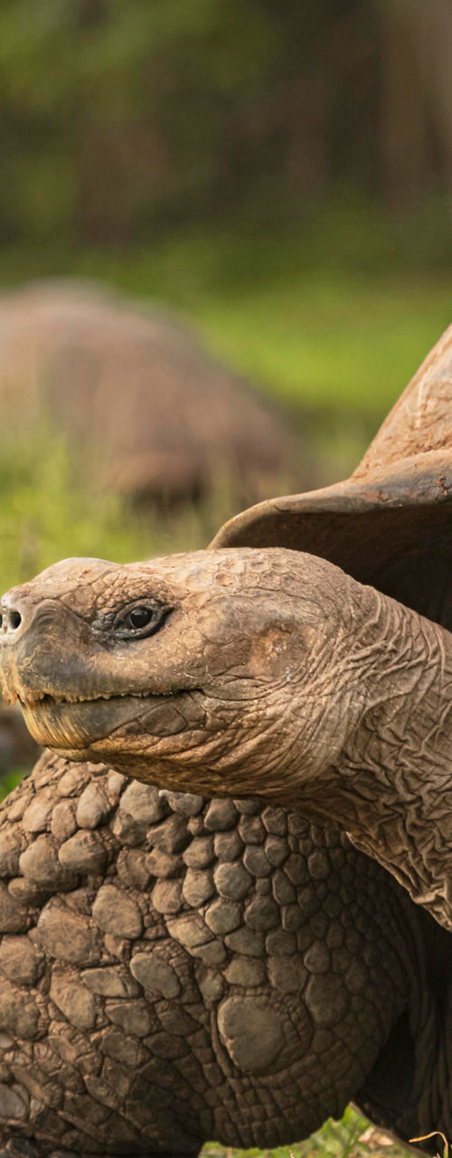 Giant tortoise resting in lush greenery