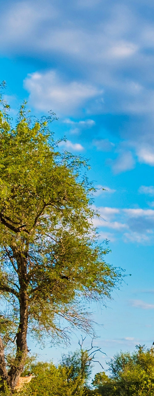 Giraffes in African savanna under blue sky