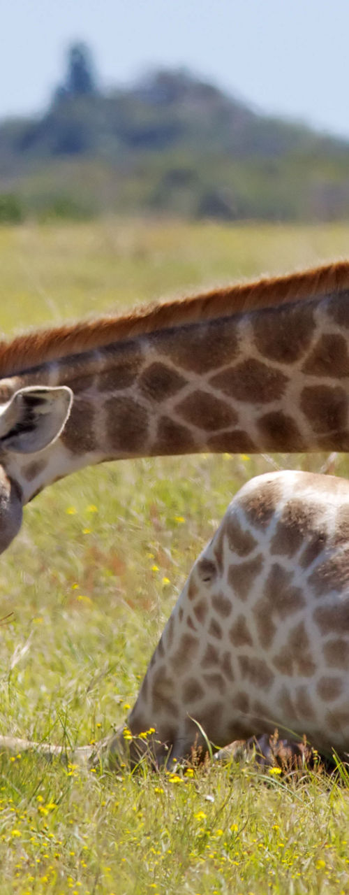 Resting giraffe in grassy savanna landscape