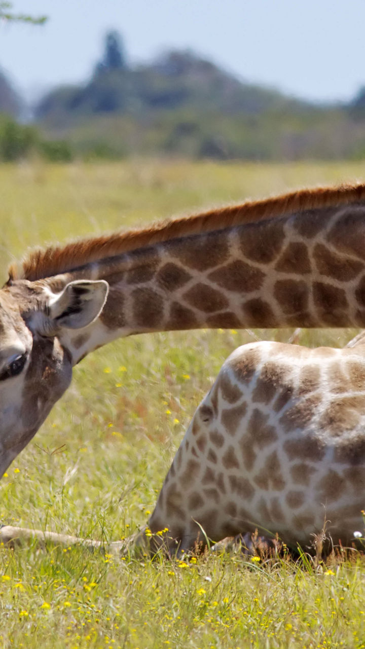 Resting giraffe in grassy savanna landscape