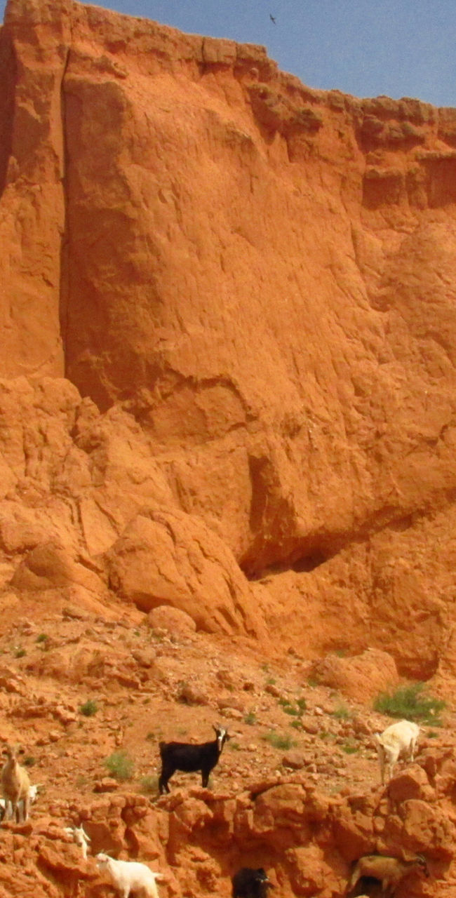Red rock cliffs with grazing goats