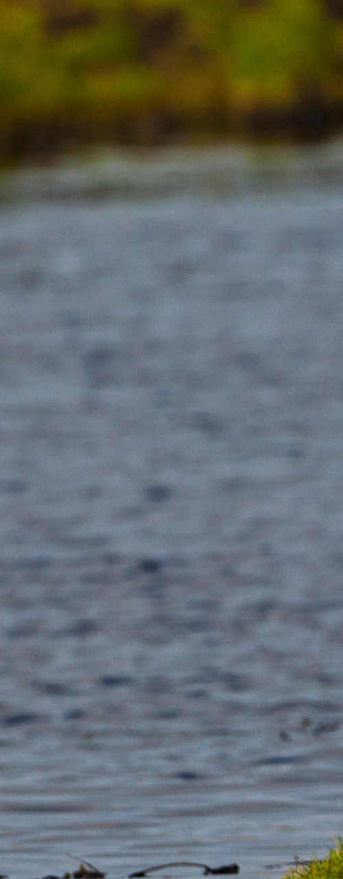 Wild goose by a serene lakeside