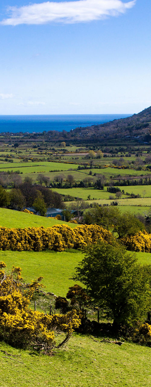 Scenic countryside with yellow blossoms and hills