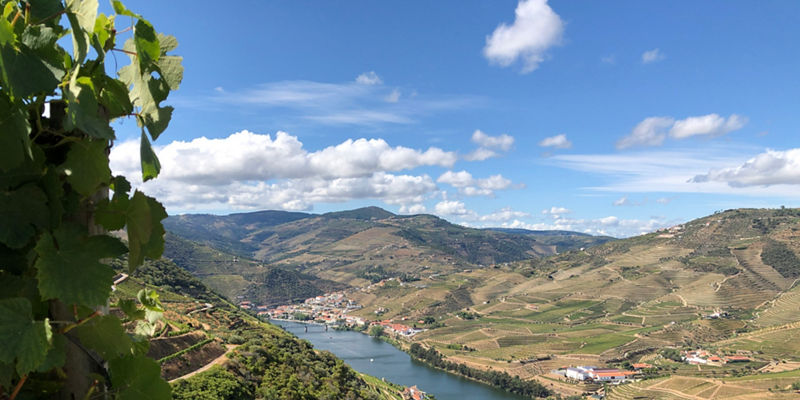 Scenic vineyard overlooking Douro River valley