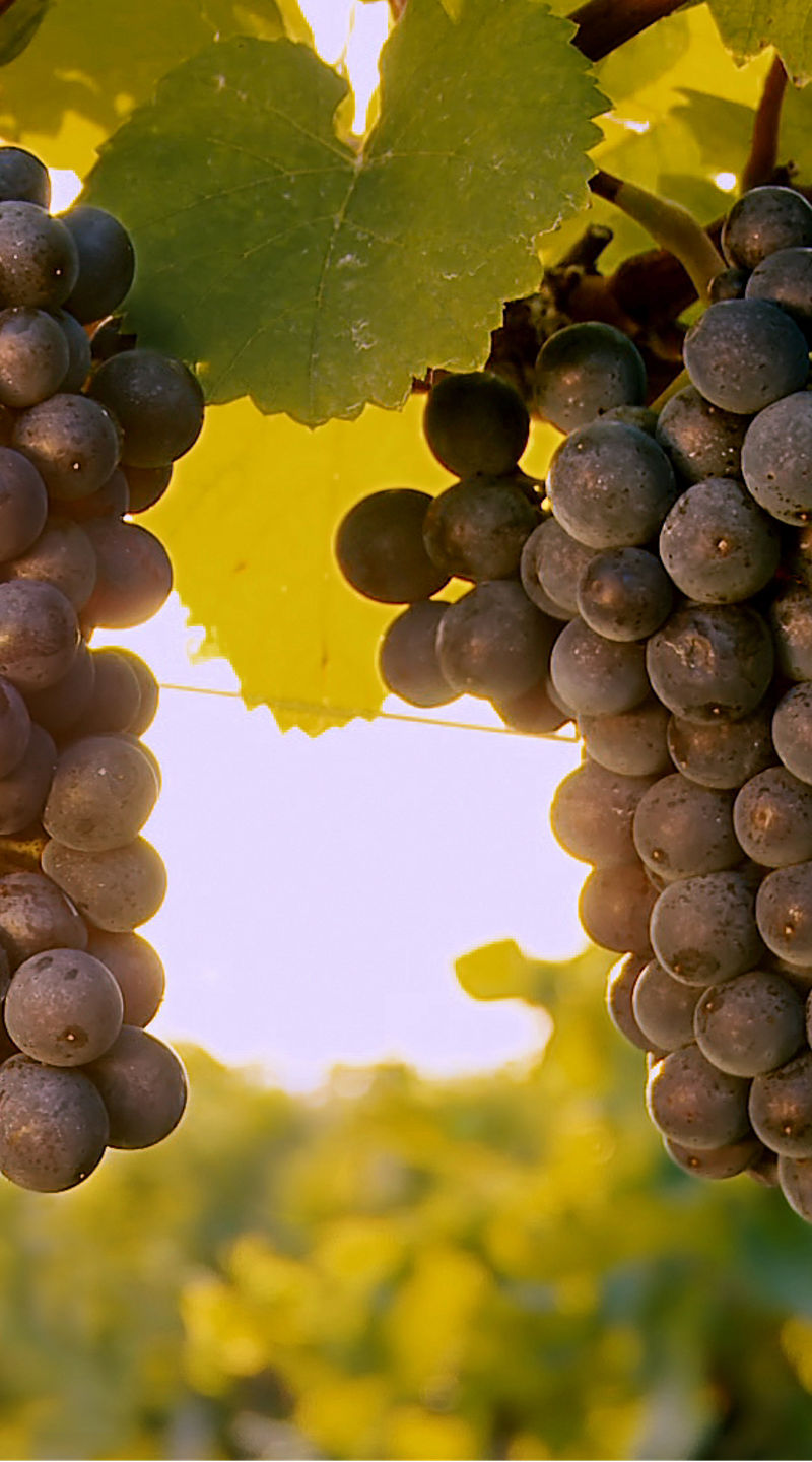 Ripe purple grape clusters hanging on vine