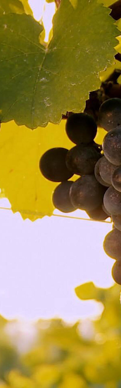 Ripe purple grapes on sunlit vine