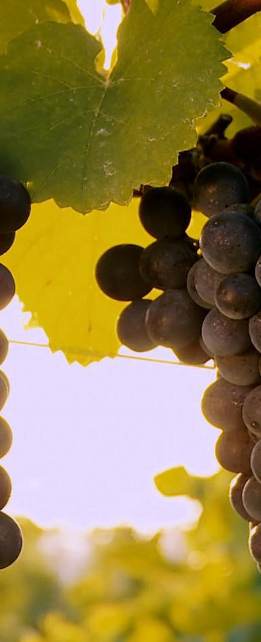 Ripe purple grapes on sunlit vine