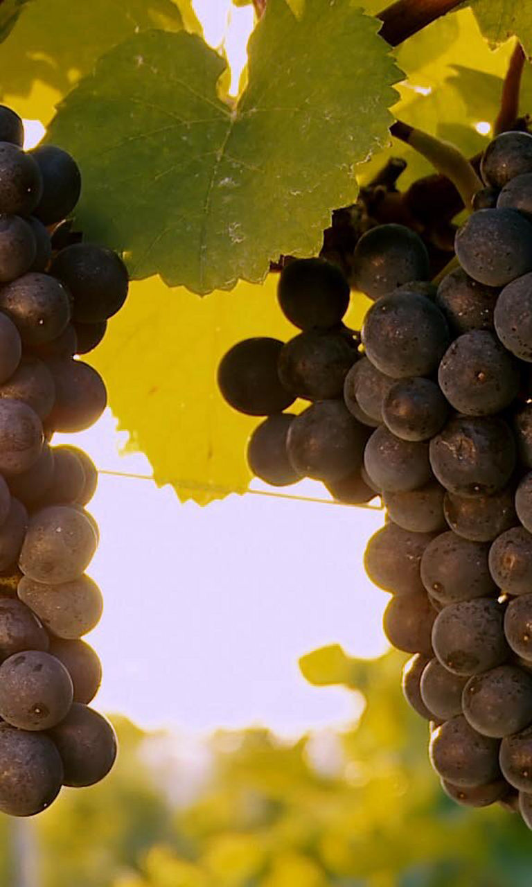 Ripe purple grapes on sunlit vine