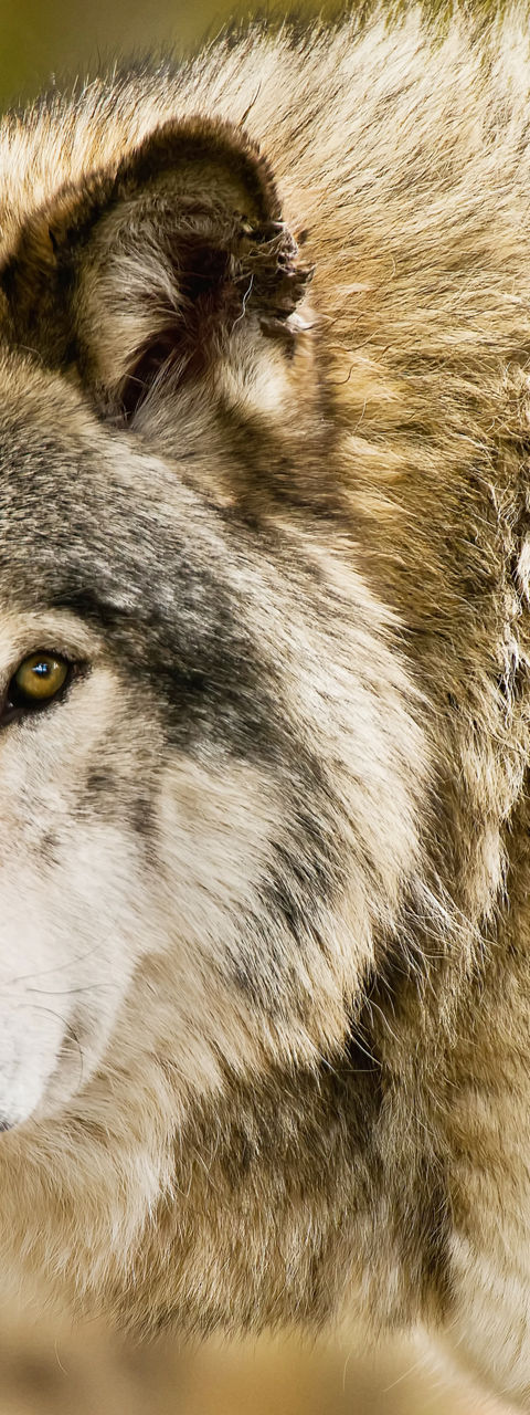 Close-up of a gray wolf in nature