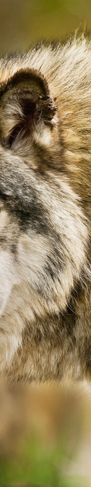 Close-up of a gray wolf in nature